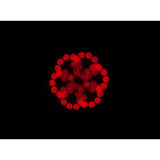 FOCUS SPOT 5Z