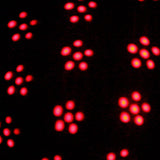 TITAN, Moonflower Style Effect Fixture